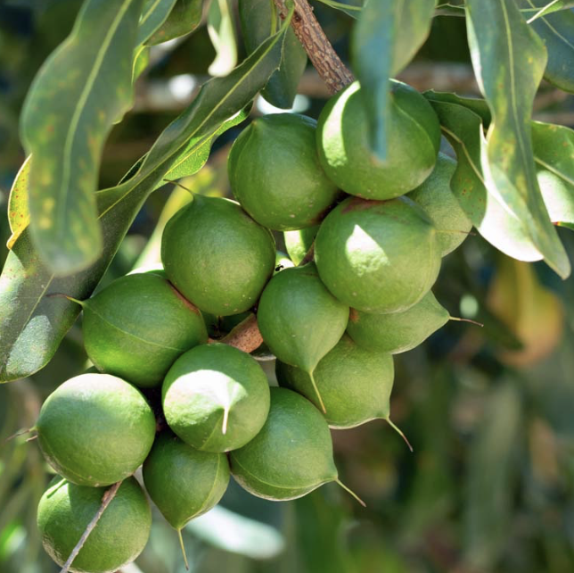 Macadamia and avocado orchards in the foothills of the Hansfontein mountains near Tzaneen