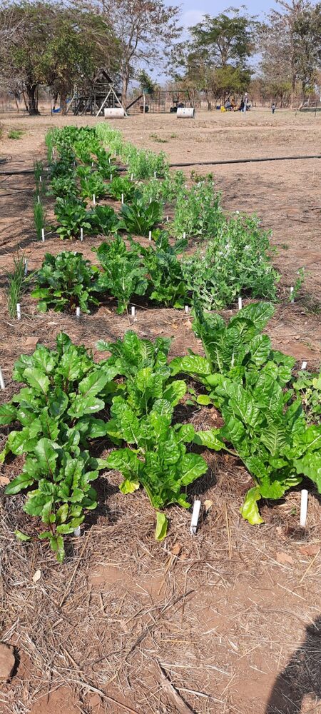 Community garden grown the Farming God's Way
